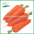 Nueva cosecha Zanahoria fresca / precio de mercado de zanahoria de China